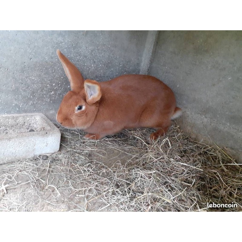 Lapin fauve de bourgogne pour saillie Lapin fauve de bourgogne pour saillie